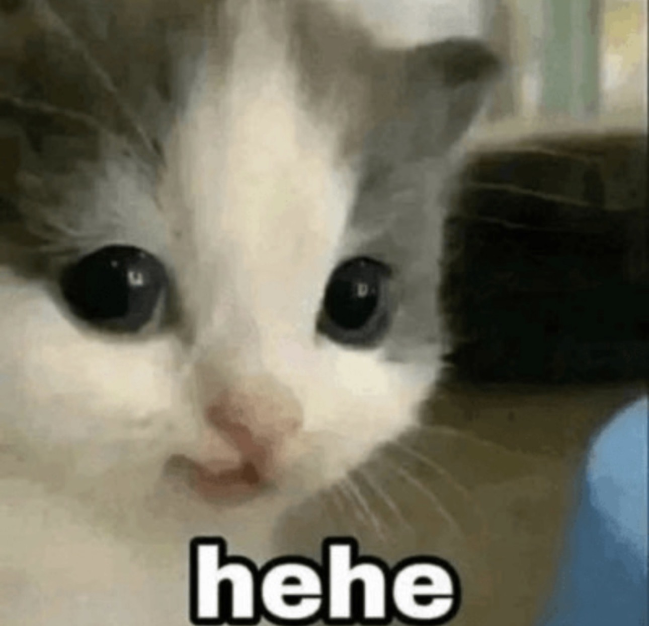 hehe cat meme — wide-eyed sneaky kitten